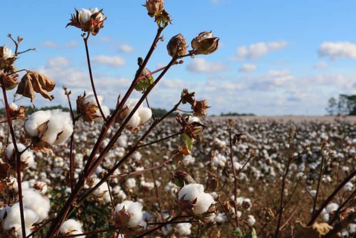 Image of cotton field