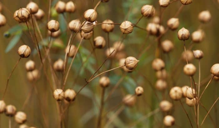 Close up of linen plants