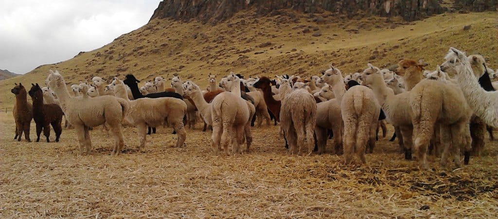 Which Wool Blanket is the Best? Our Alpaca Wool Blankets - Silk