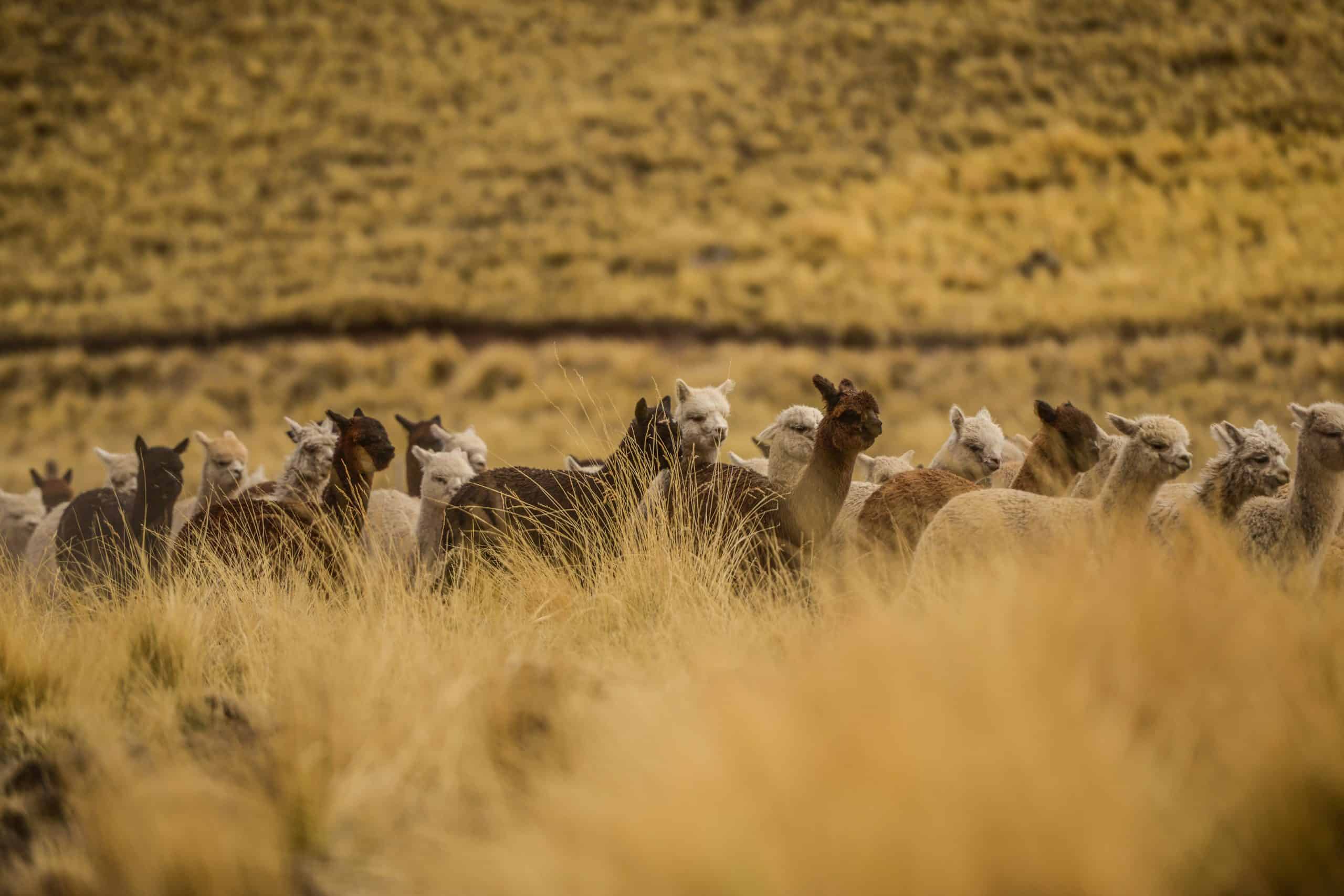 Which Wool Blanket is the Best? Our Alpaca Wool Blankets - Silk & Snow