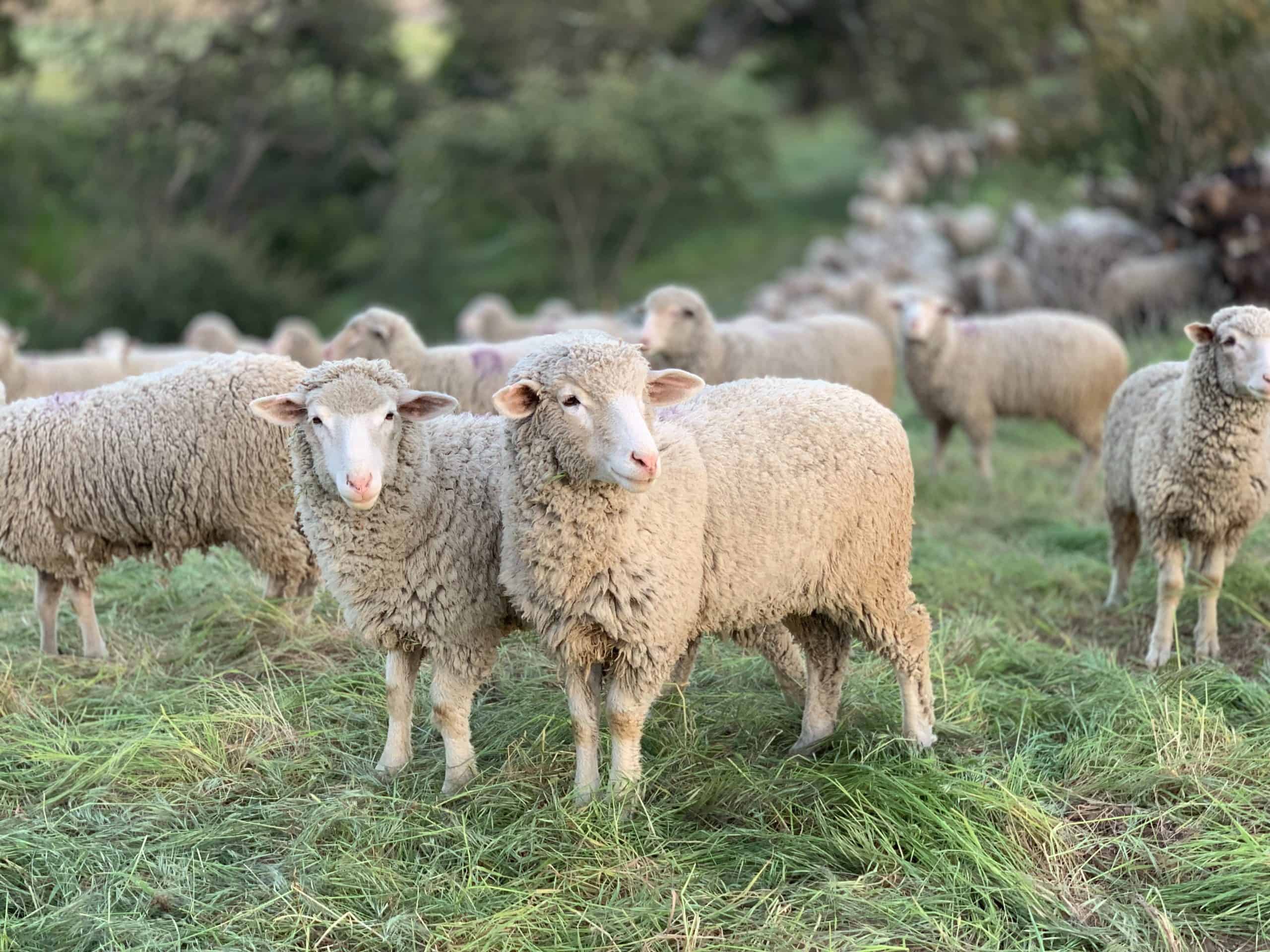 Which Wool Blanket is the Best? Our Alpaca Wool Blankets - Silk & Snow